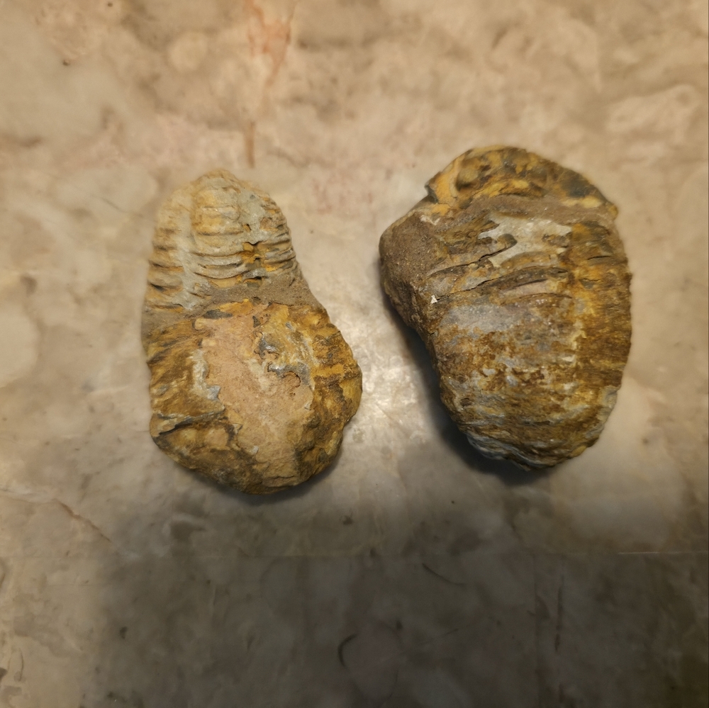 RARE Pair of Authentic Trilobite Fossils | Prehistoric Curio Collector Specimen